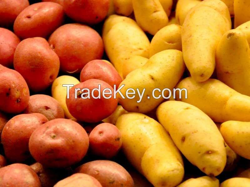  Quality Fresh Irish Potatoes