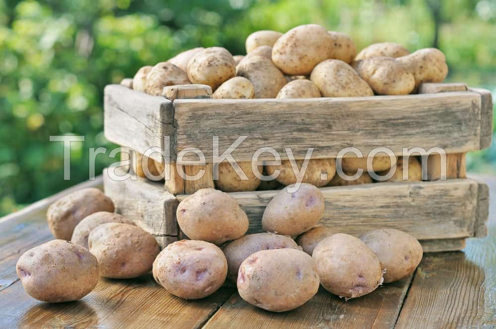 Top Quality Fresh Irish Potatoes