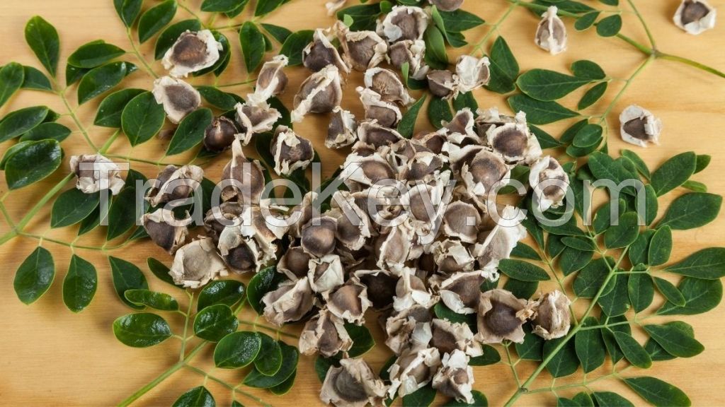 Moringa Seeds