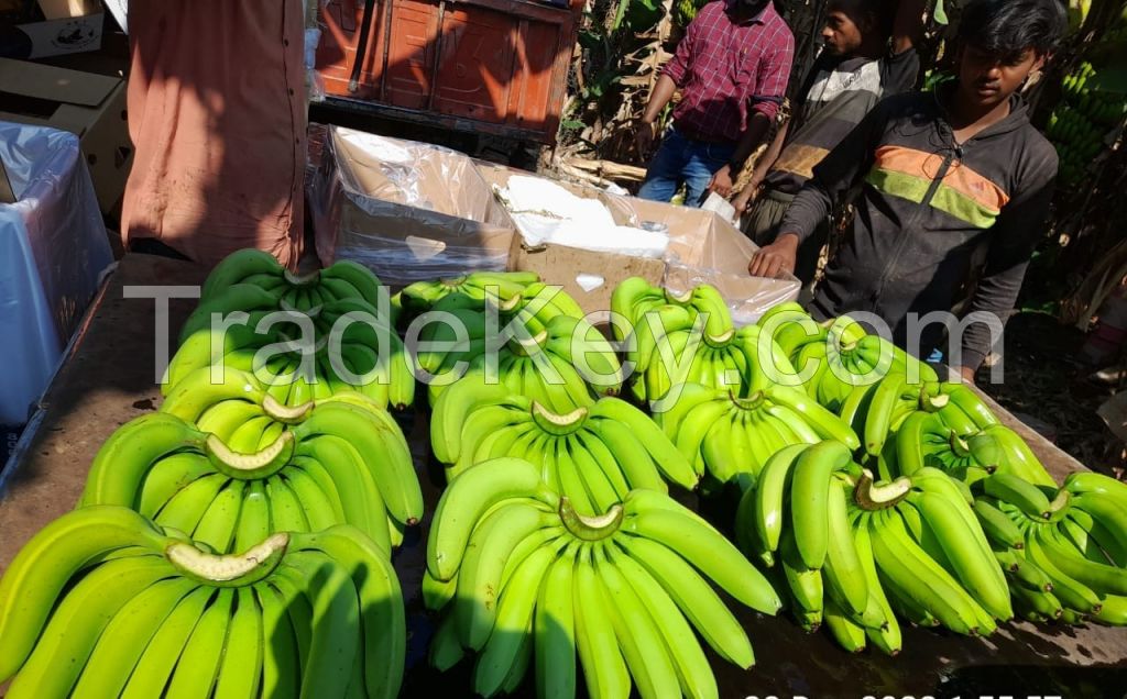 FRESH CAVENDISH BANANA