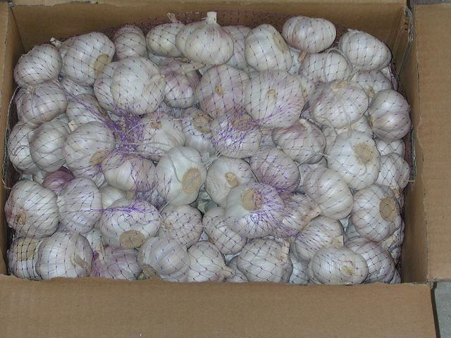 Best fresh garlic
