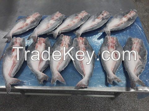 Pangasius Butterfly