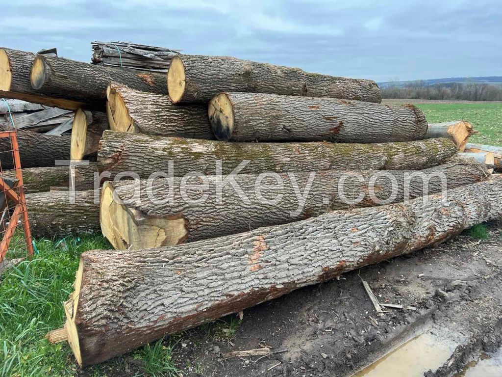 Oak logs