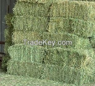 Lucerne Alfalfa