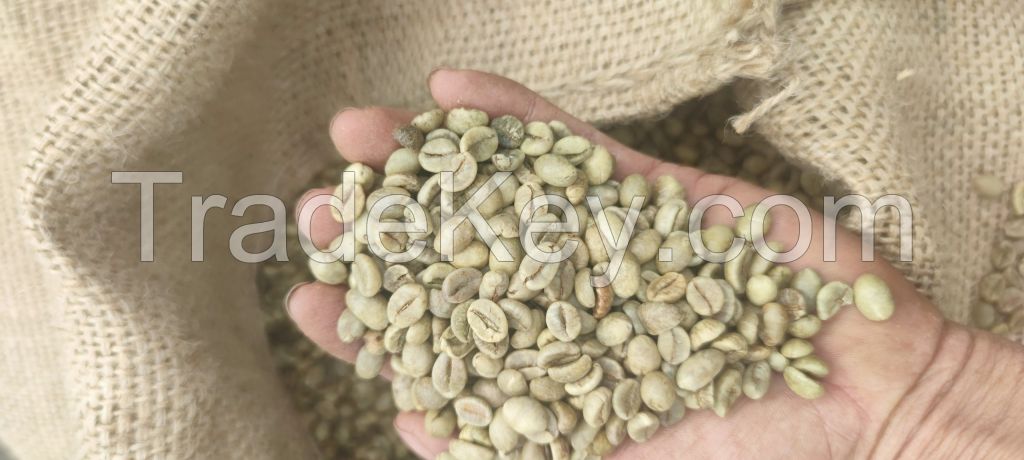 Robusta Coffee Beans S18 cleaned Good quality for buyers