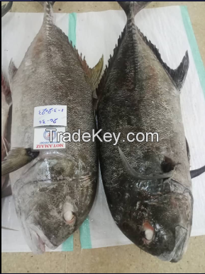 Trevally fish