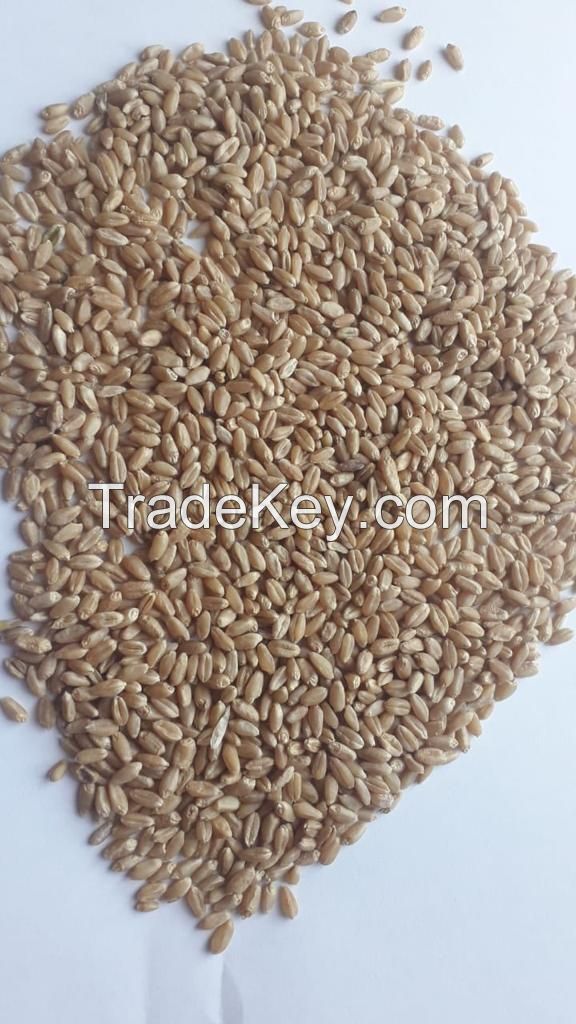 Wheat (Common)