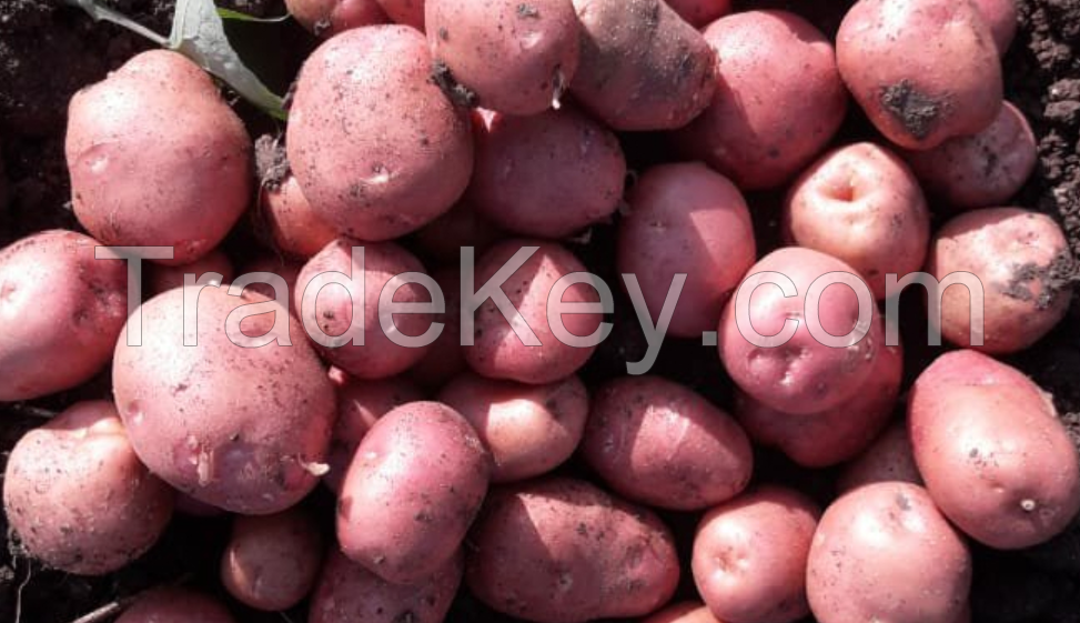 fresh potatoes