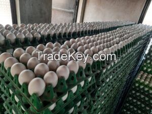 POULTRY EGGS