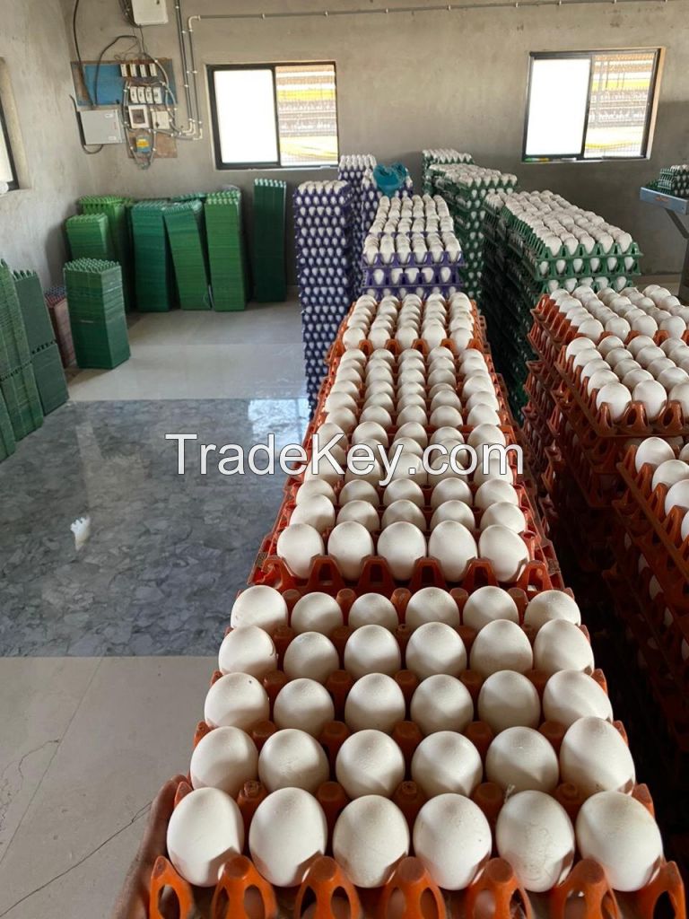 POULTRY EGGS