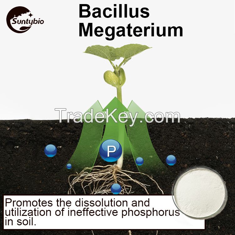 Bacillus Megatherium