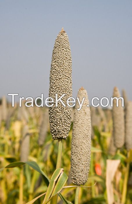 pearl millet