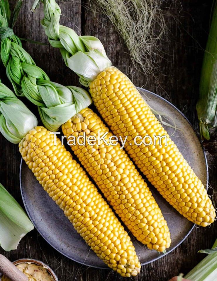 Maize , Yellow Corn, White Corn