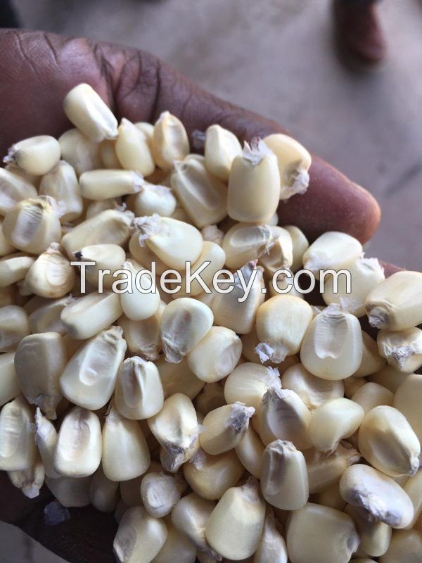 Maize , Yellow Corn, White Corn