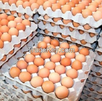 Fresh Table Chicken Eggs supplier