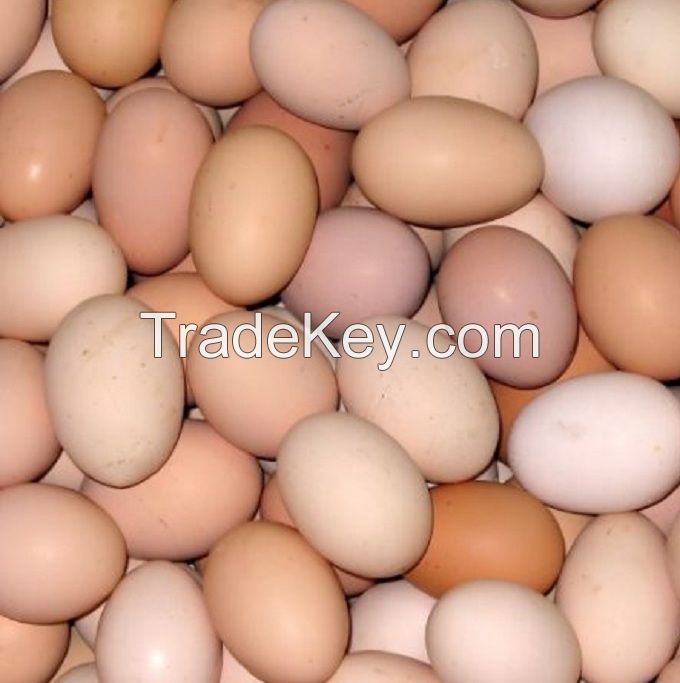 Fresh Table Chicken Eggs supplier