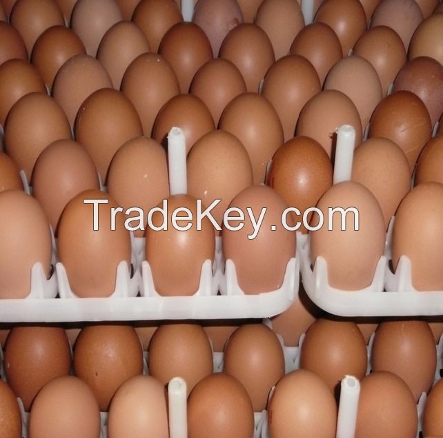 Farm Fresh Chicken Table Eggs