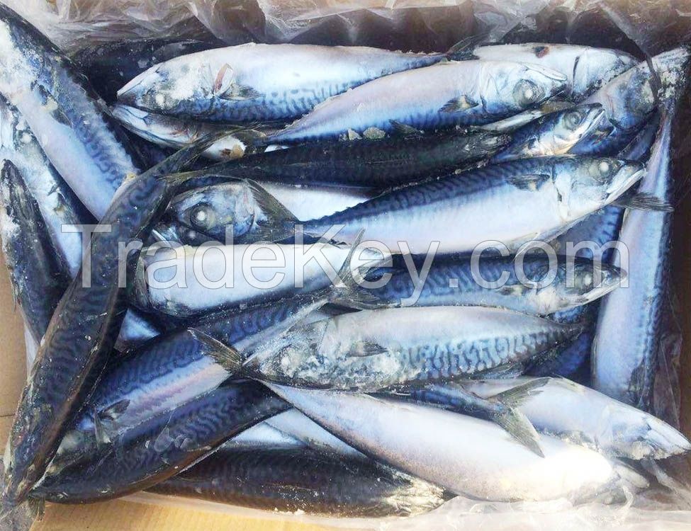 Frozen Pacific Mackerel Fish