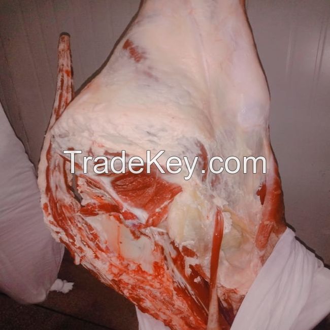 Buy Quality Halal Frozen/Fresh Camel Meat