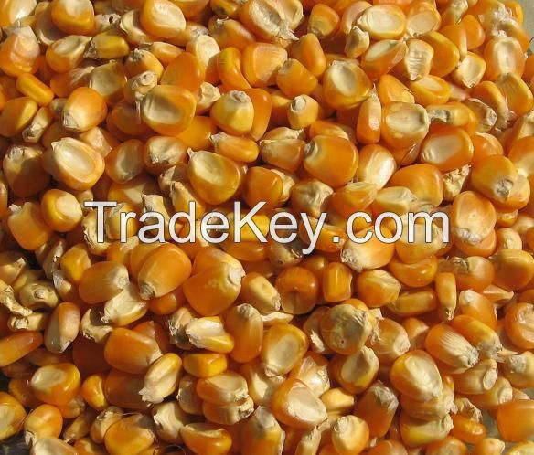 Animal Feeding / Dried Yellow Maize / Dried Whole Seed Corn