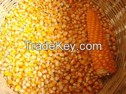 ANIMAL FEEDING / DRIED YELLOW MAIZE / DRIED WHOLE SEED CORN