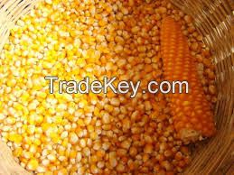 DRIED YELLOW MAIZE / DRIED WHOLE SEED CORN FOR ANIMAL FEED