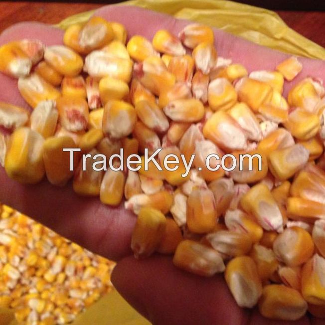 ANIMAL FEEDING / DRIED YELLOW MAIZE / DRIED WHOLE SEED CORN