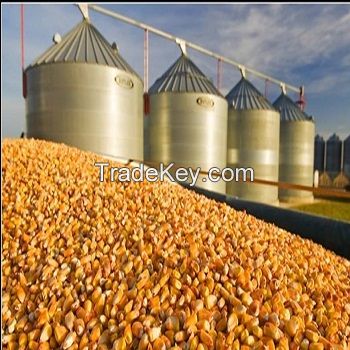 Non GMO White and Yellow Corn/Maize