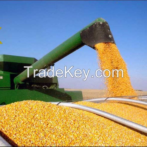 Dried Grade 2 Yellow Maize/Corn Non-GMO Fit for Human Consumption and Animal Feed