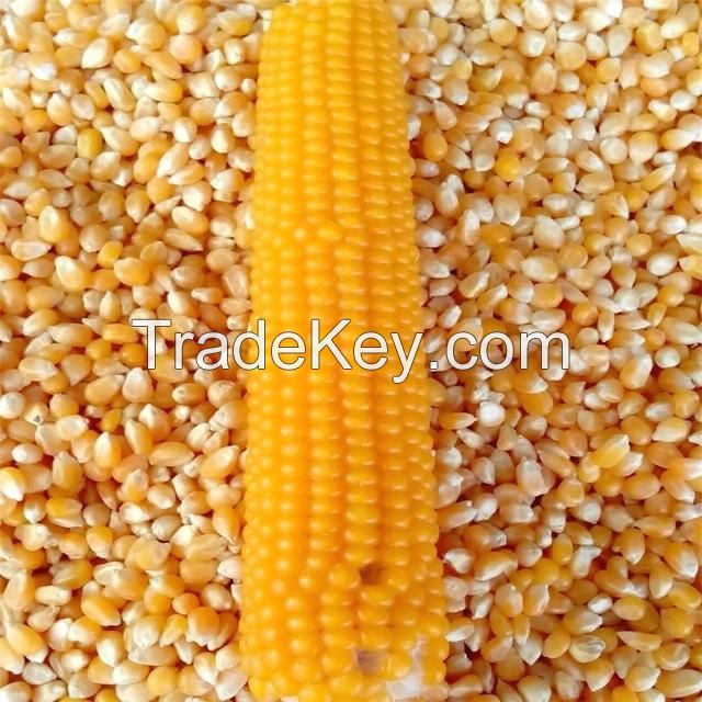 Maize Cattle Feed Yellow Corn Grain For Animal Yellow Corn Grain