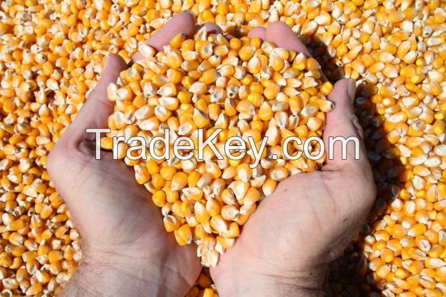 Best Quality Dried Style Yellow Corn/ Dry Maize For Animal Feed Best Price