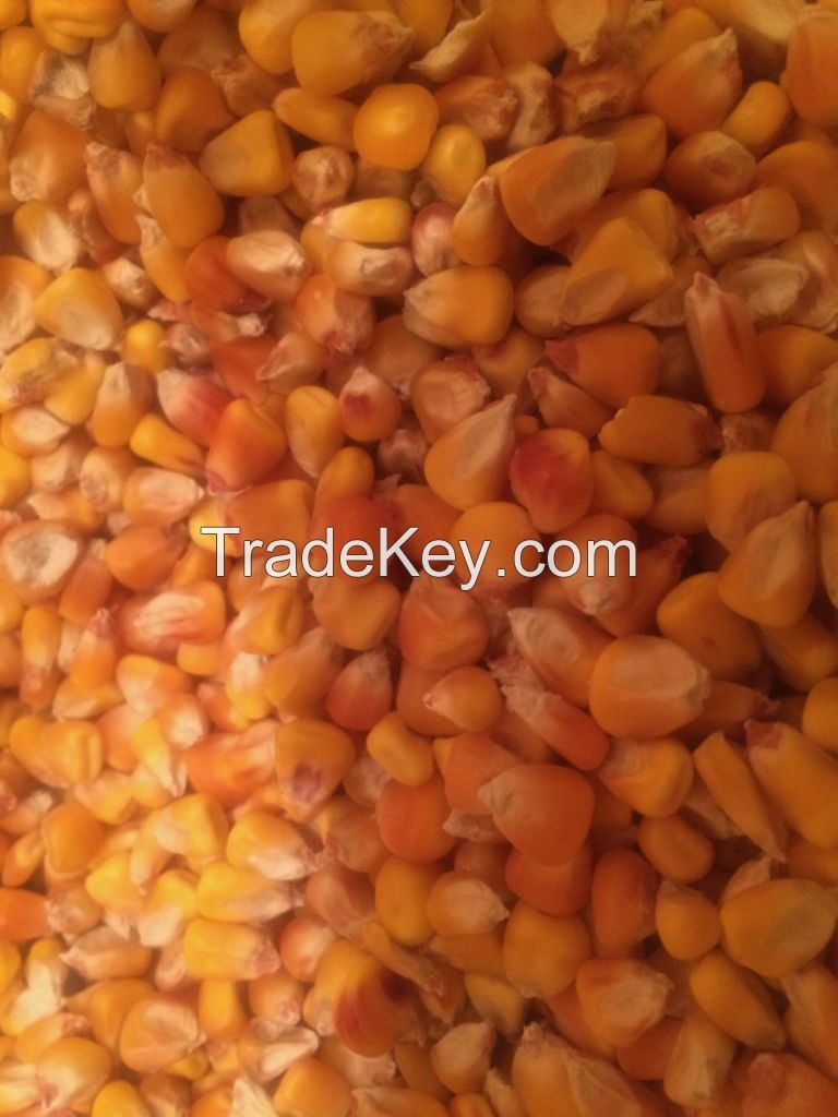 Animal Feeding / Dried Yellow Maize / Dried Whole Seed Corn