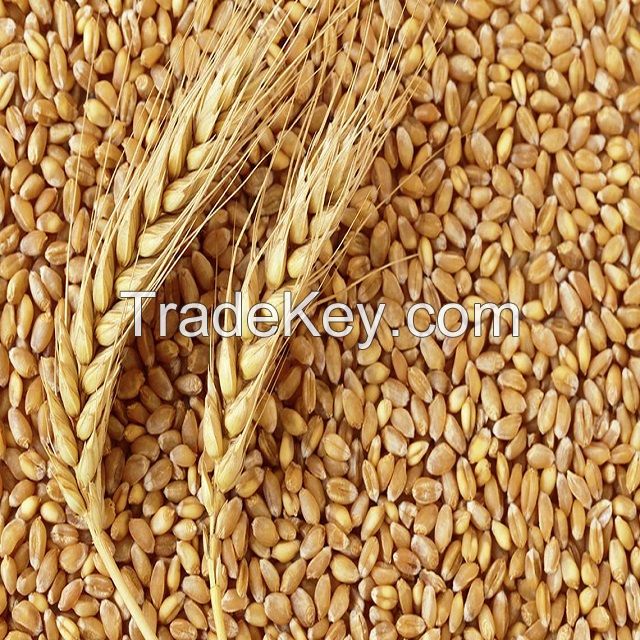 NATURAL BROWN INDIAN WHEAT AVAILABLE FOR EXPORT AT A AFFORDABLE PRICE