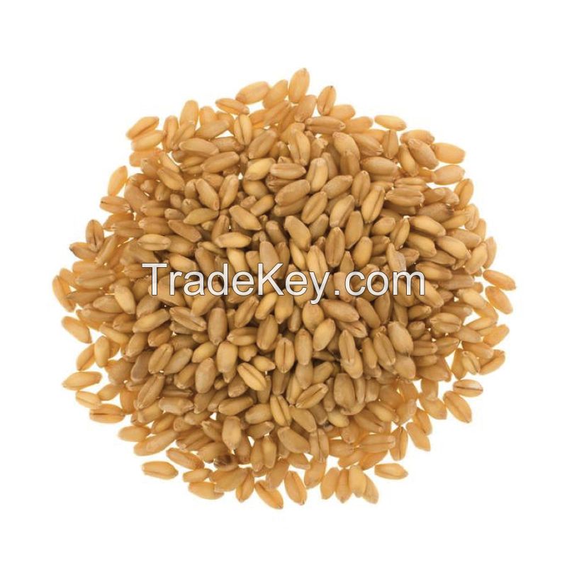 Ukrainian Golden Soft Wheat with High Gluten - Feed Wheat Grain in Bulk