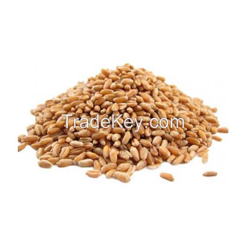 soft wheat in bulk