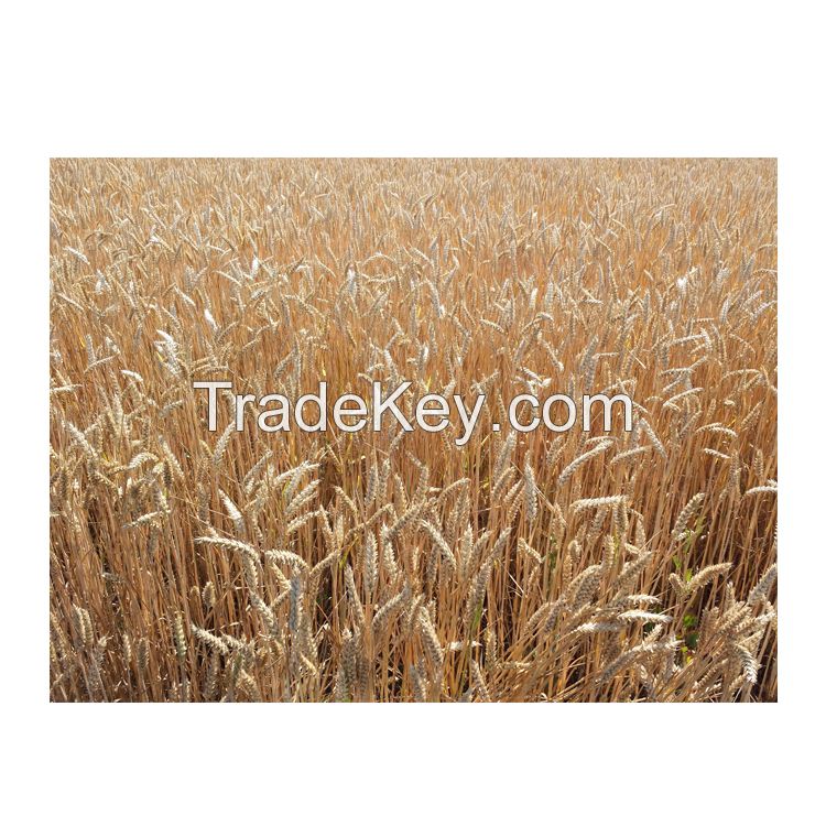 Ukrainian Golden Soft Wheat with High Gluten - Feed Wheat Grain in Bulk