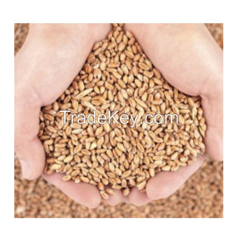 Feed Wheat Kazakhstan Wholesale Natural Organic First Grade Animal Feed Wheat 50 Kg Bag Packaging