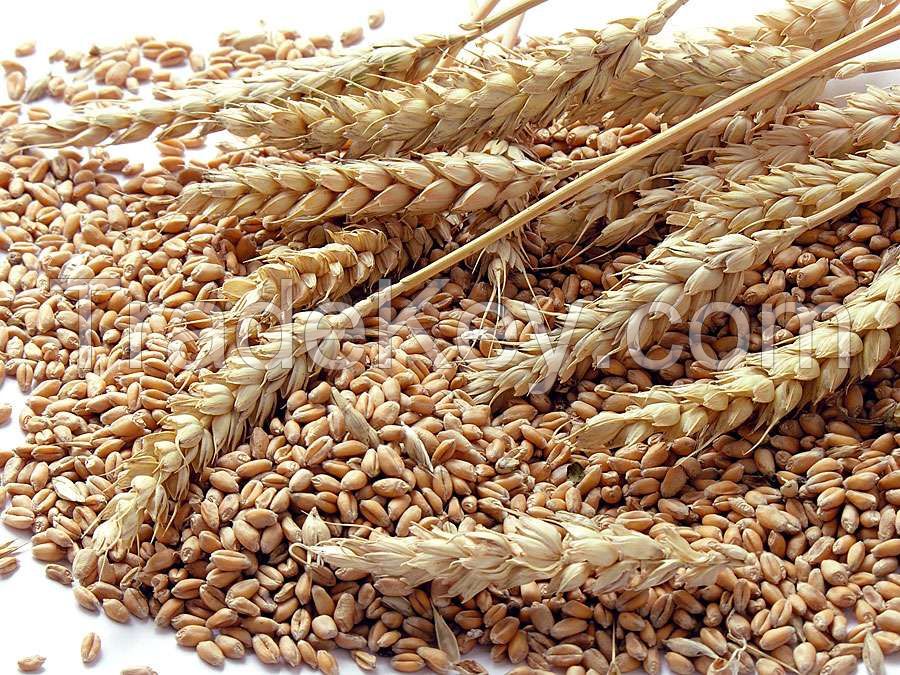 High Quality 100% Organic Wheat