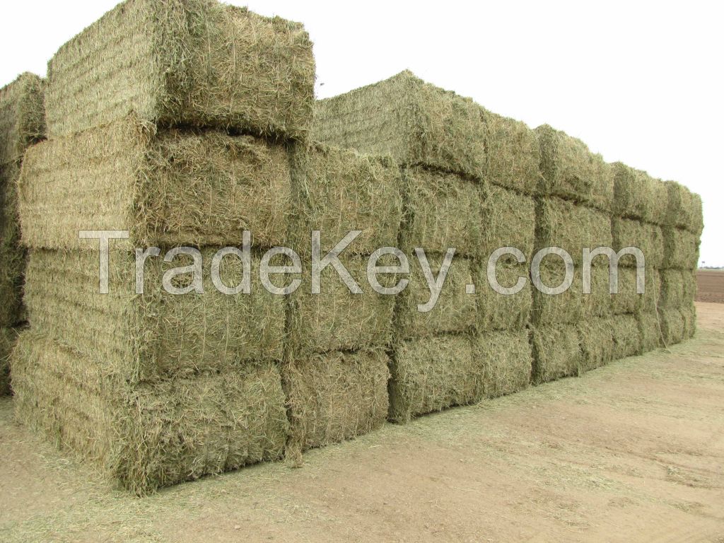 Alfafa Hay Animal Feeding Stuff Alfalfa, hay/alfalfa hay pellets