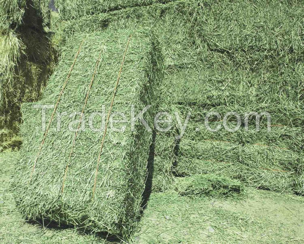 1kg Premium quality green hay animal feeding stuff new dried Alfafa