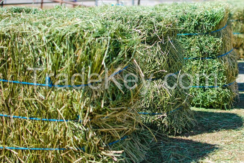 Hay Animal Feeding Alfafa in Bales