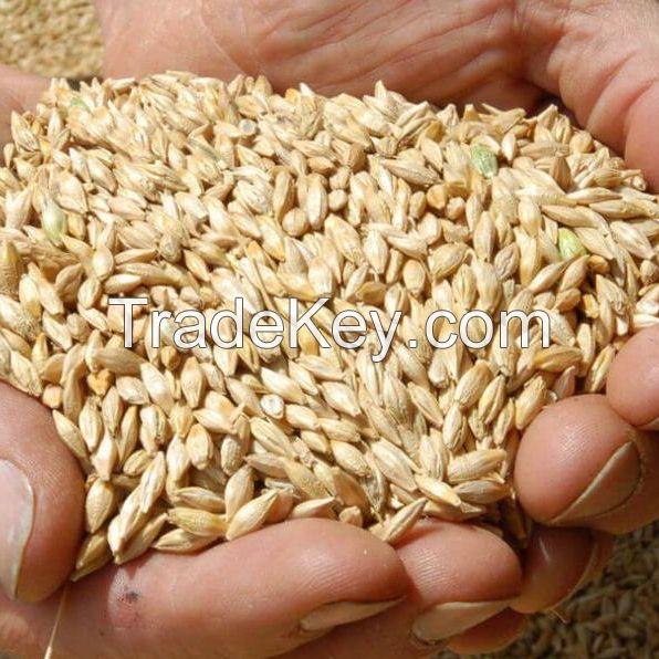 100% organic quality barley grain for poultry and other animal feeding