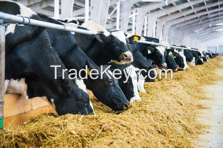 Quality Feed barley For Animal Feed and Human Consumption for sale