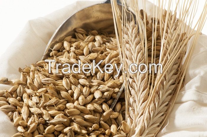 100% organic quality barley grain for poultry and other animal feeding