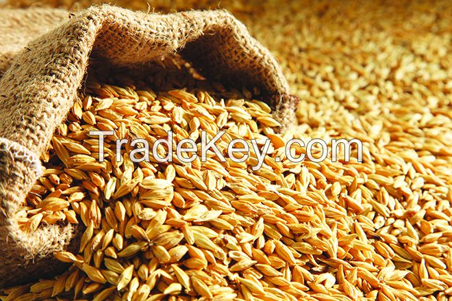 100% GOOD QUALITY PEARL GRAIN BARLEY