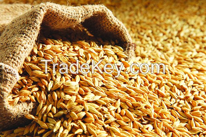 Barley for Malt, Barley Feed, Malted Barley Animal feed