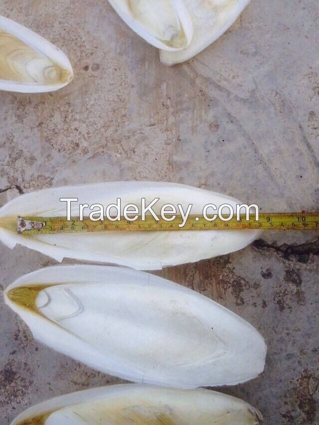 Cuttlebone Blister Pack 6" Single White Animal Birds Hand Wash Calcium Supplement