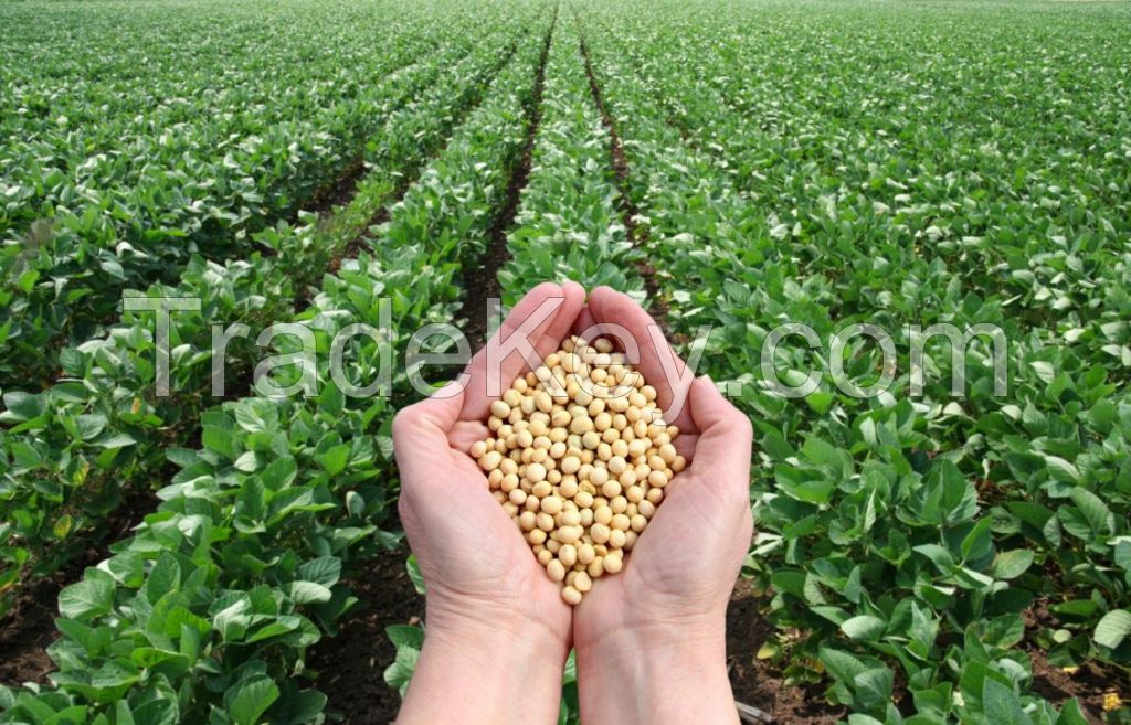 100% soybean dried