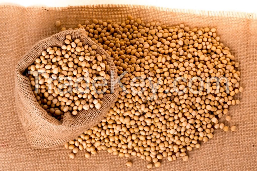 NON GMO Organic High Protein Dried Yellow Soybean for Human Food