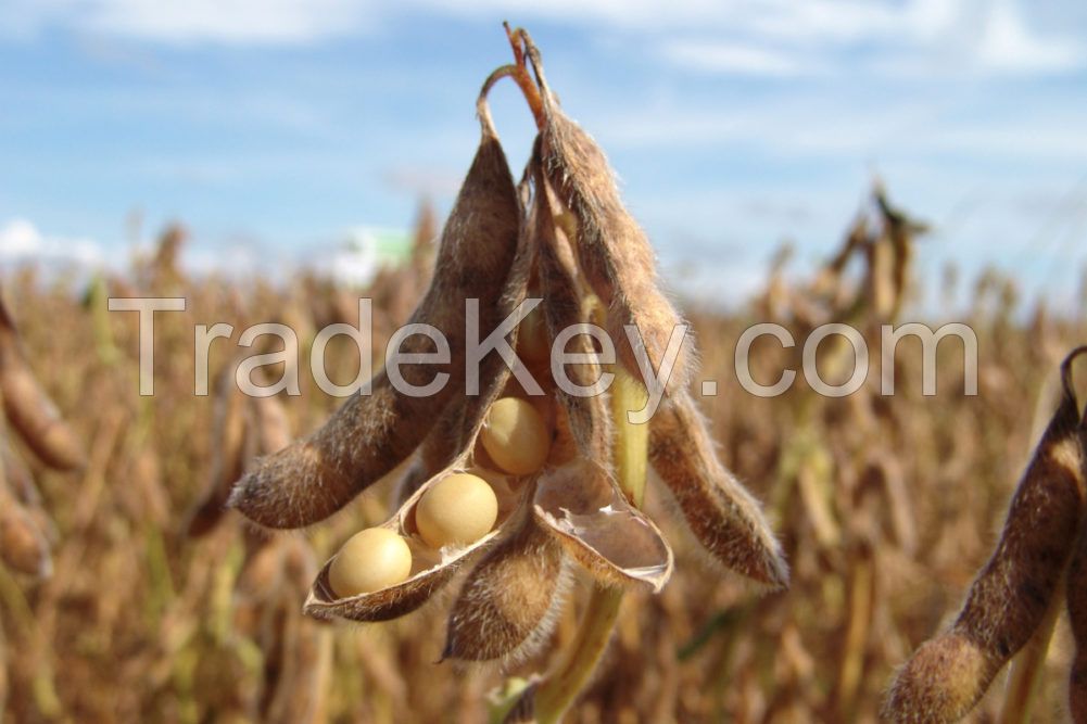 NON GMO Organic High Protein Dried Yellow Soybean for Human Food